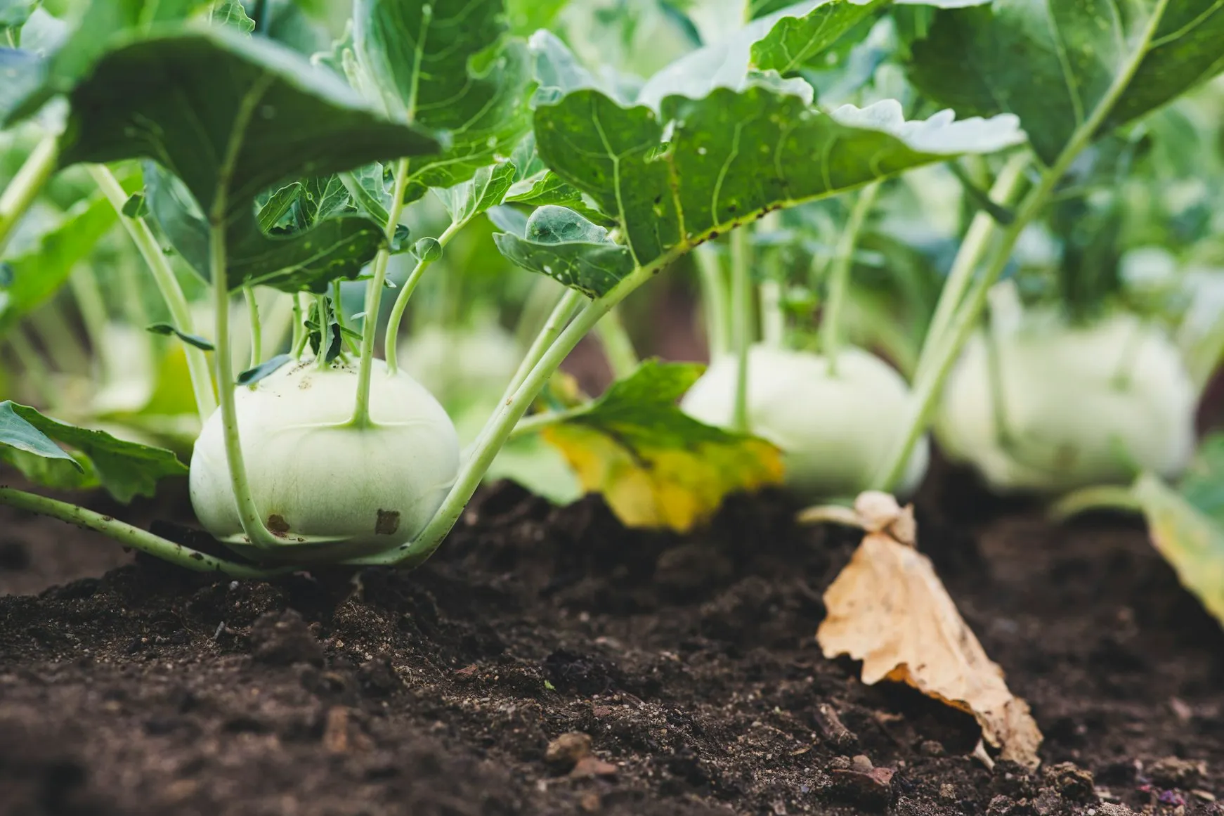 Balancing Soil Health and Gardening Efforts: A Comparative Guide