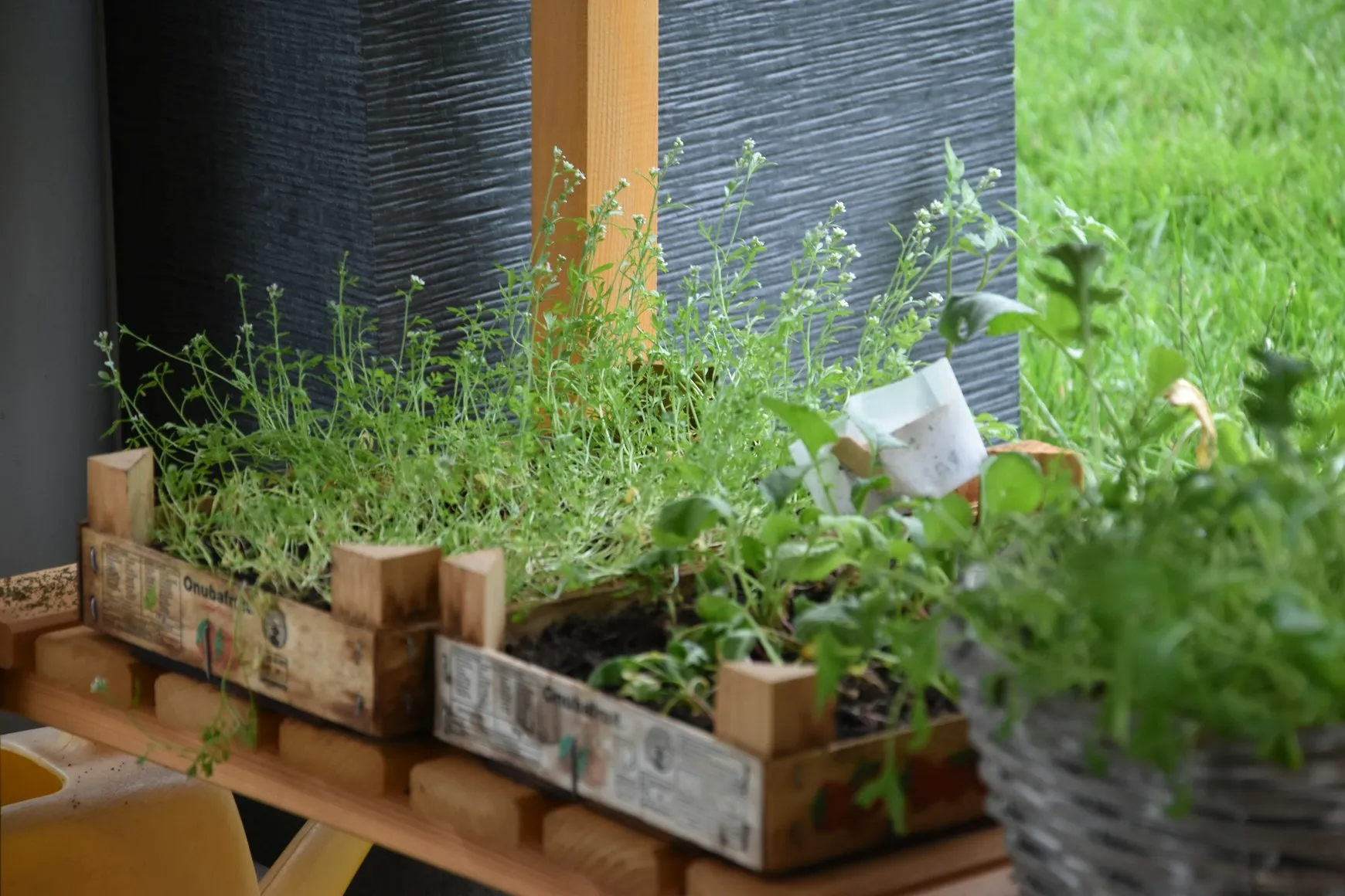 Maximizing Small Yards: Key Tips for Thriving Container Gardens