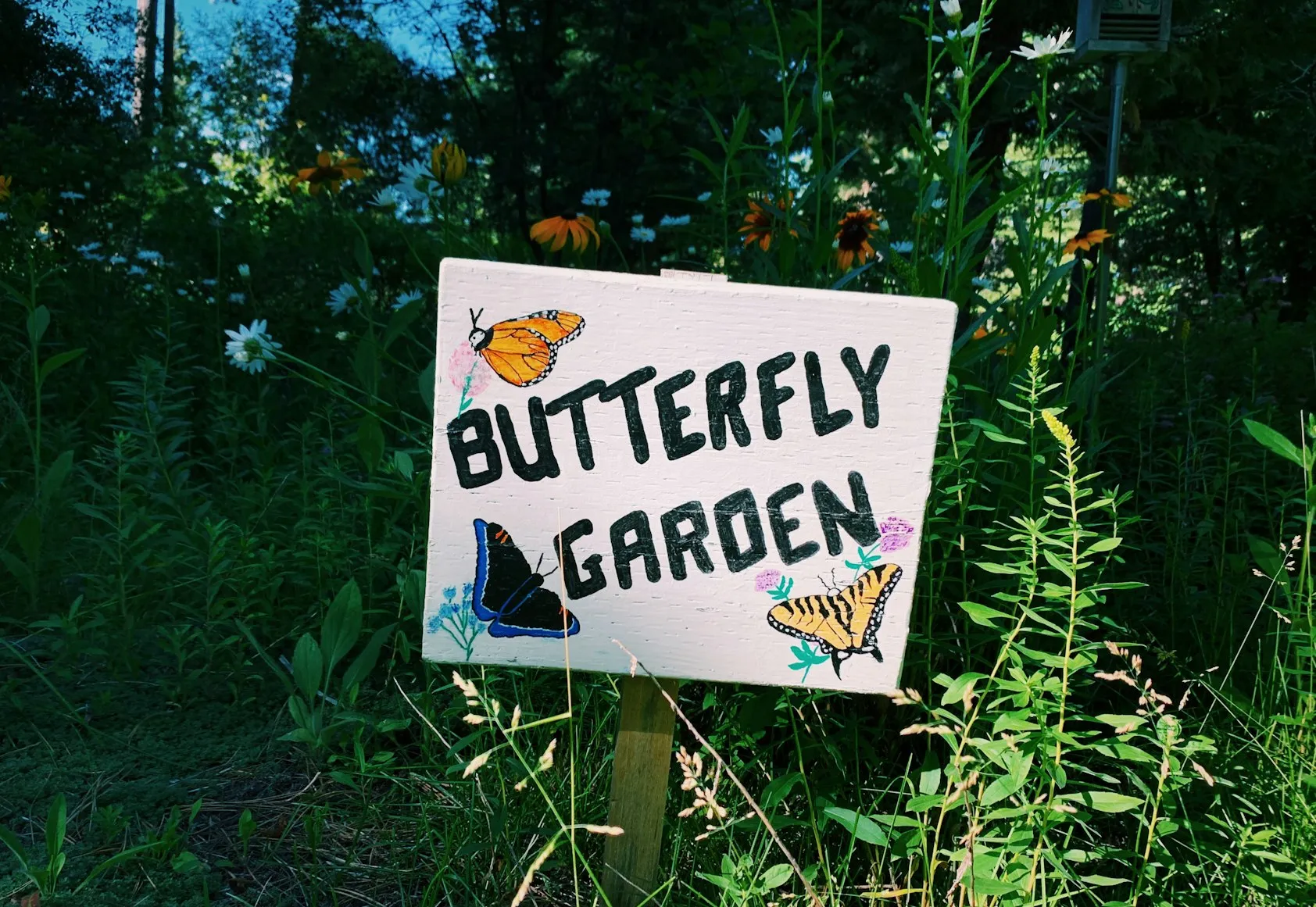 Step-by-Step Guide to Cultivating a Butterfly Garden at Home